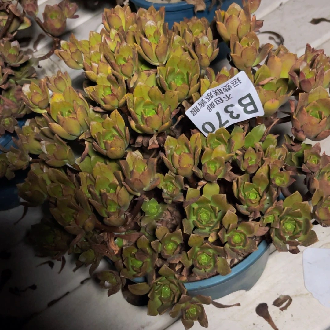 绿茶法师7-51不包邮