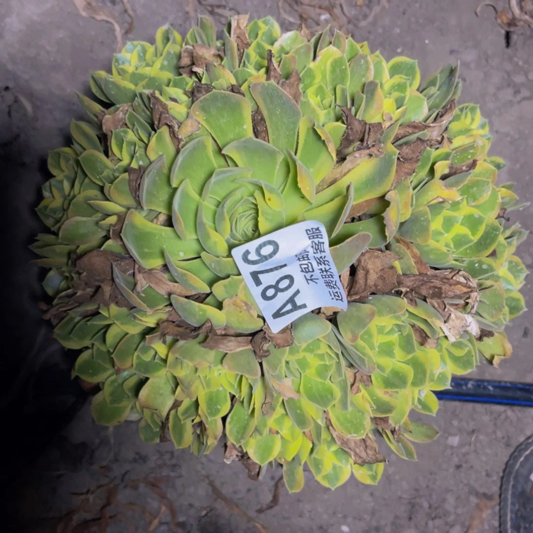 清萌法师16-8不包邮