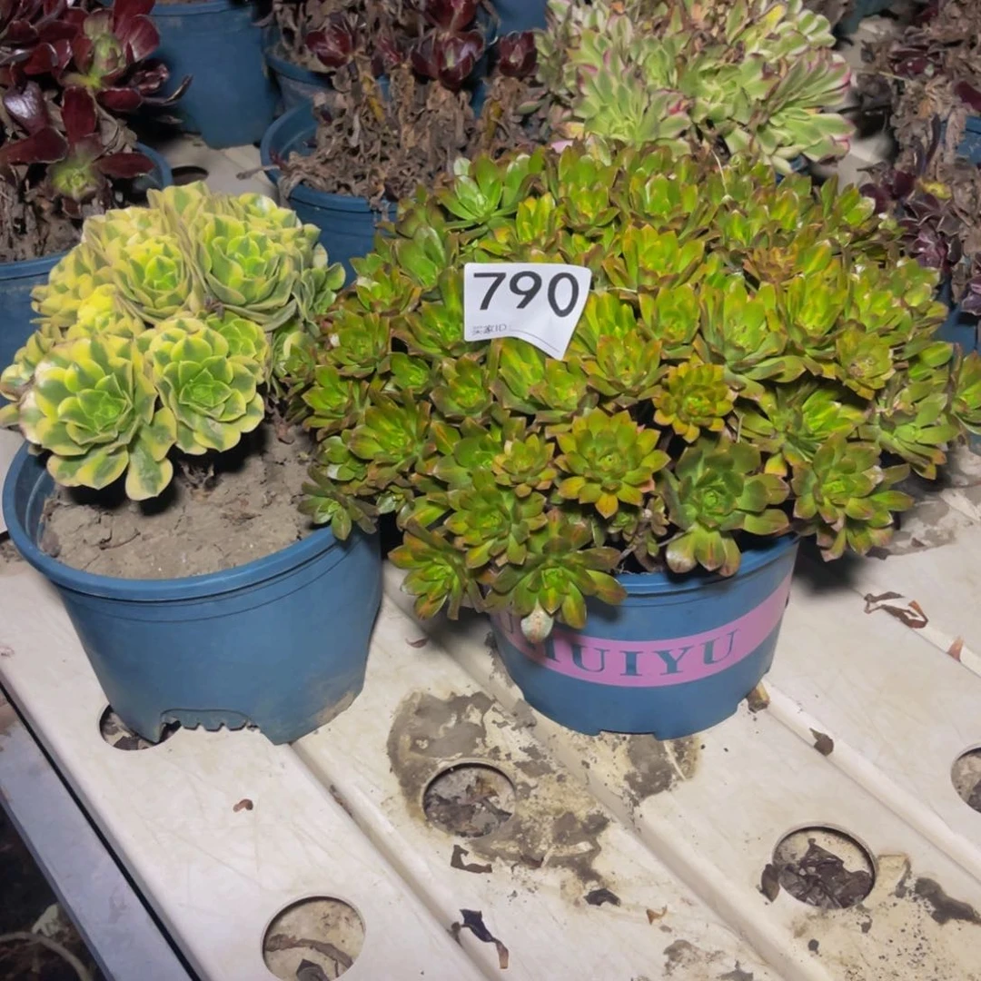 两盆法师7-39包邮