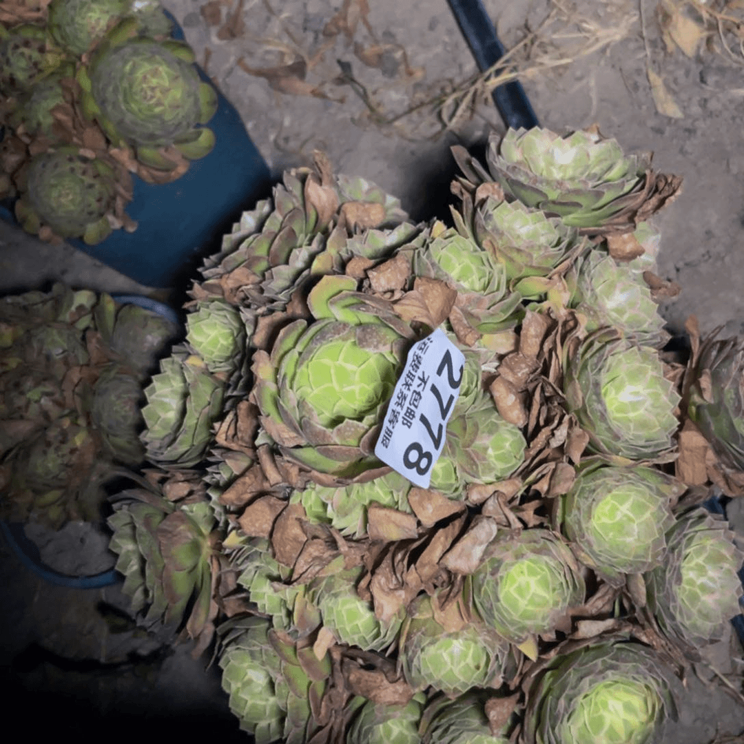 莲花法师26-51不包邮