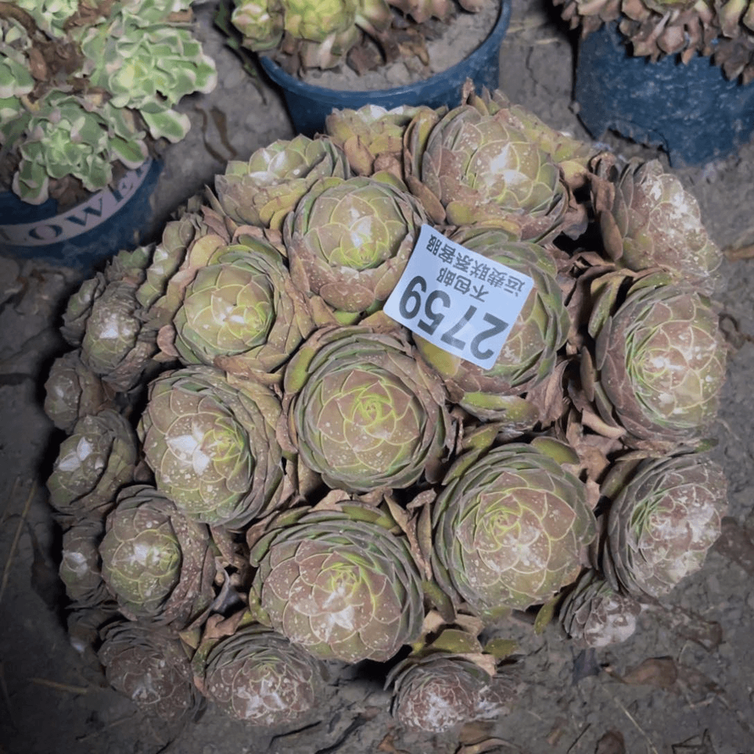 万圣节32-18不包邮