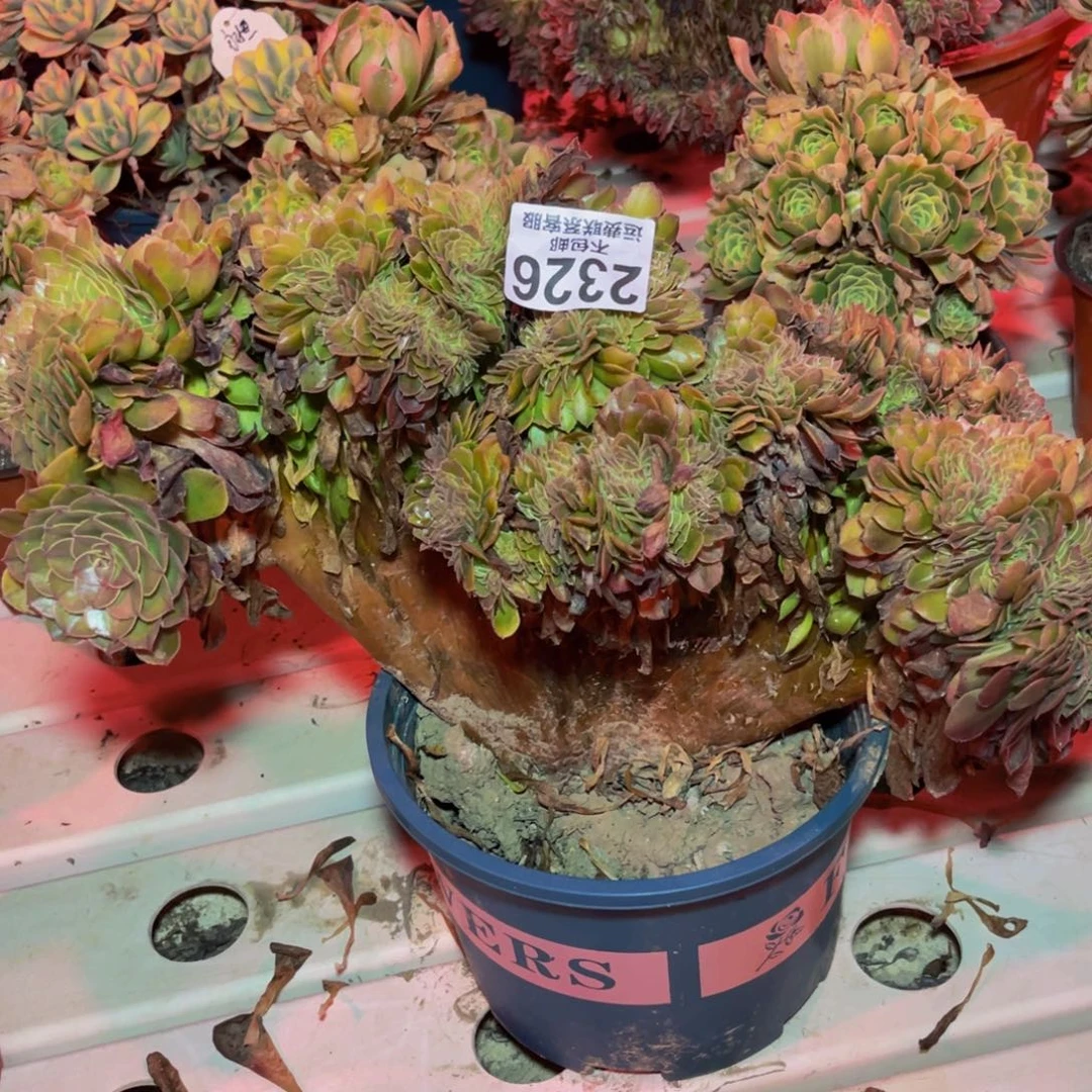 万圣节7-8不包邮