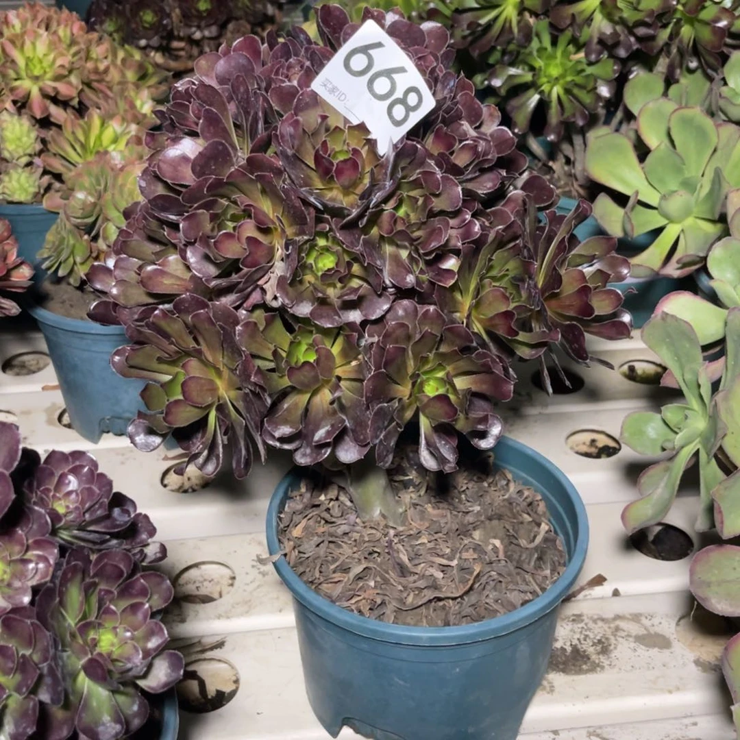 黑法师7-3包邮法师