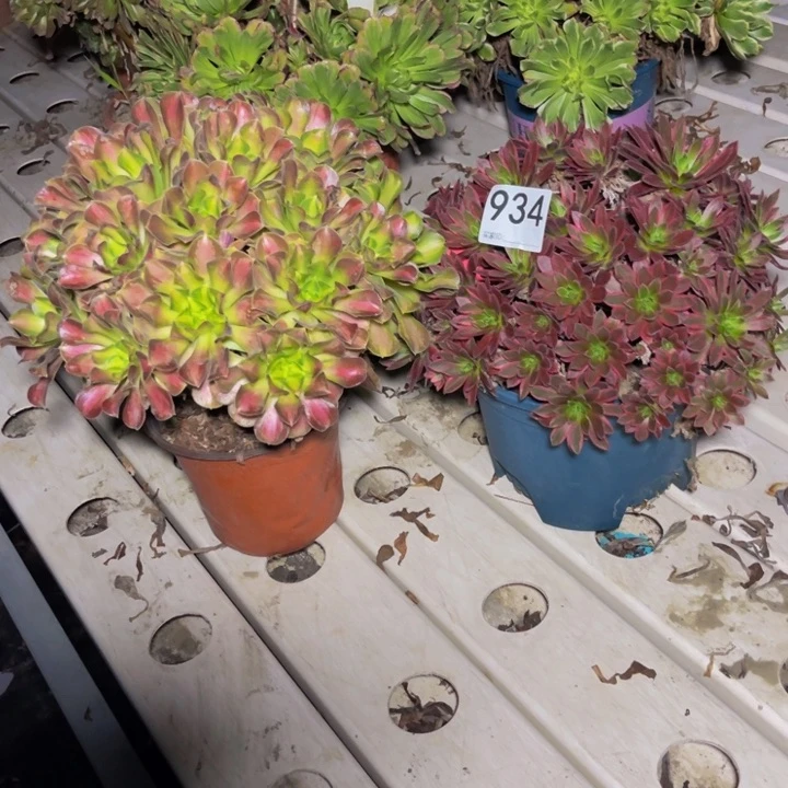 两盆法师7/-38包邮