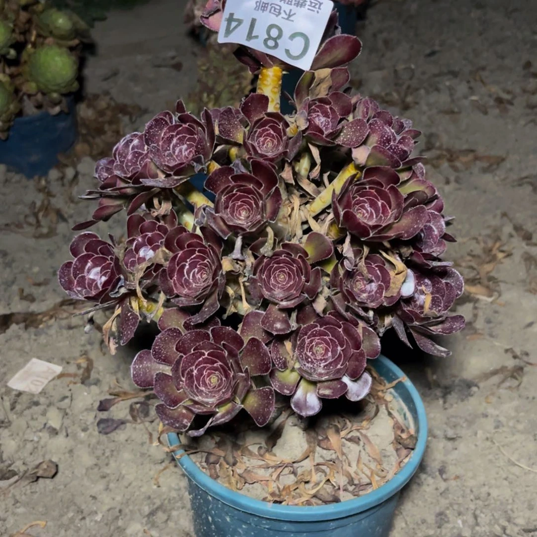 黑豆法师32–33不包邮