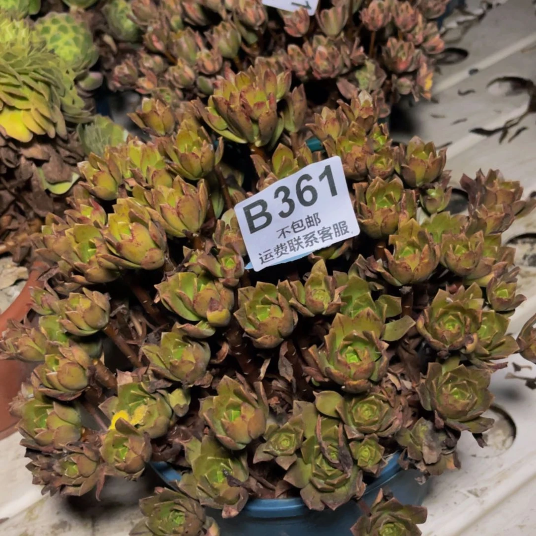 绿茶法师7-51不包邮