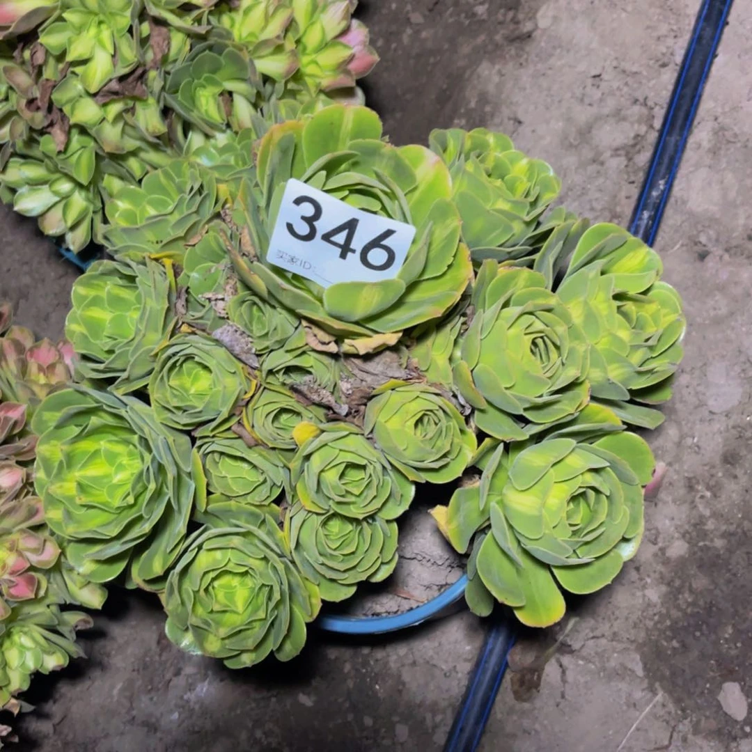 翡翠法师13-30不包邮