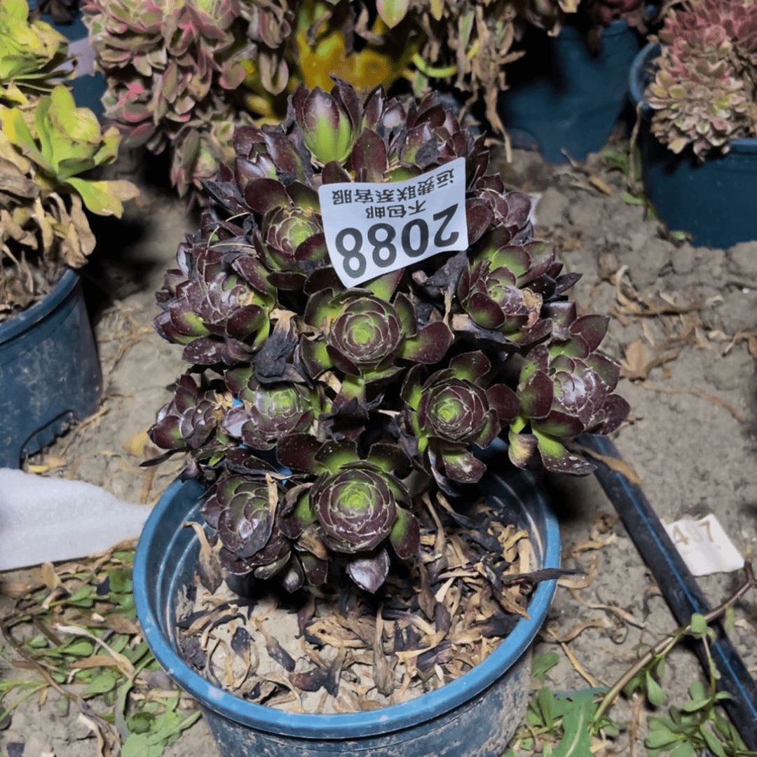 黑豆法师32-30不包邮