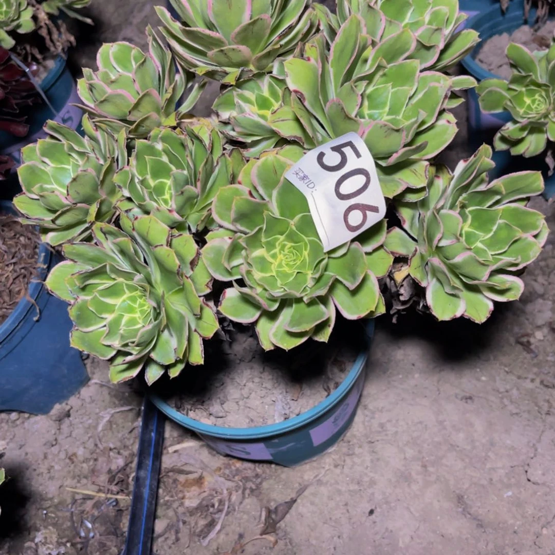 大叶法师13-13包邮