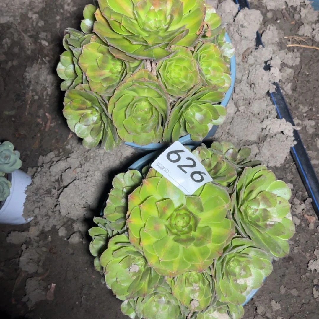 两盆法师15_10包邮