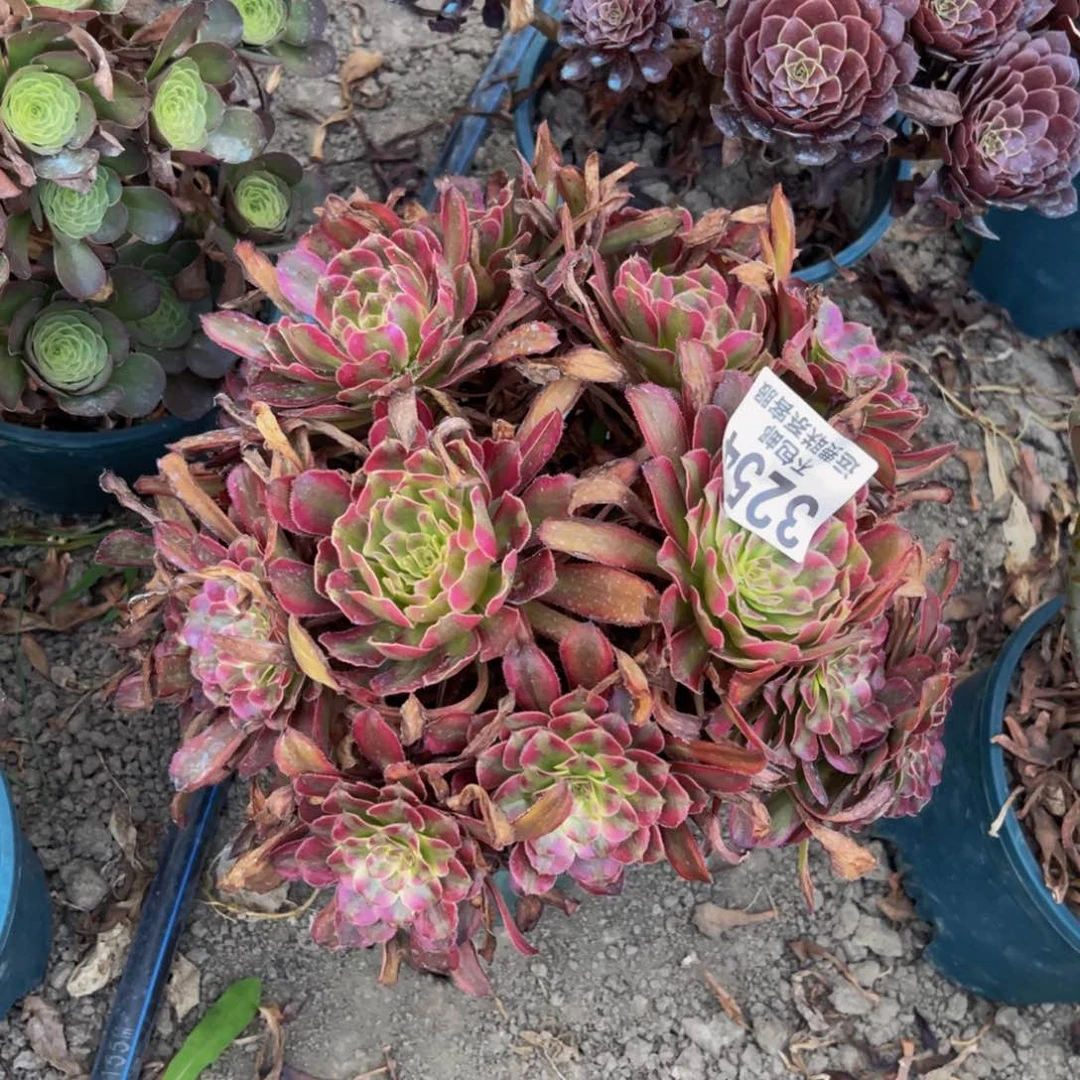 法师法师13-27不包邮