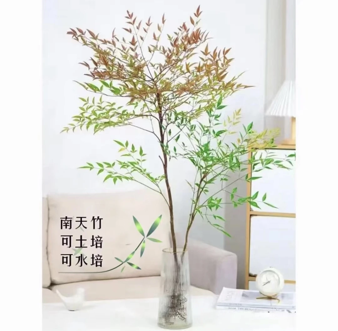 【带老桩根】南天竹水培盆栽绿植火焰红室内带根树苗客厅办公室盆景