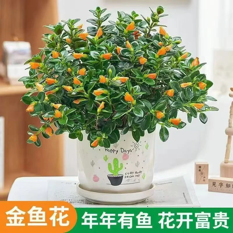 金鱼花吊兰盆栽室内办公四季开花好养易活花卉绿植净化空气带花苞