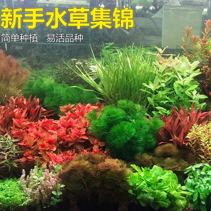 鱼缸懒人水草植物活体淡水有茎草缸造景水族箱中后景沉木水草套餐