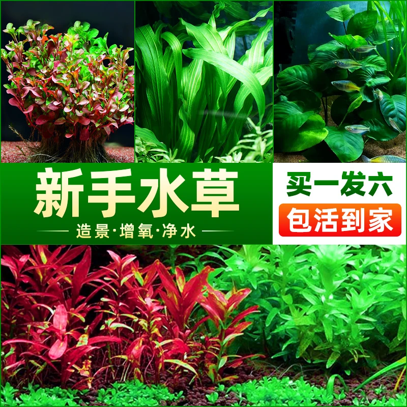 鱼缸造景鱼缸装饰沉木活体山涧榕好养装饰水草沉木摆件增氧