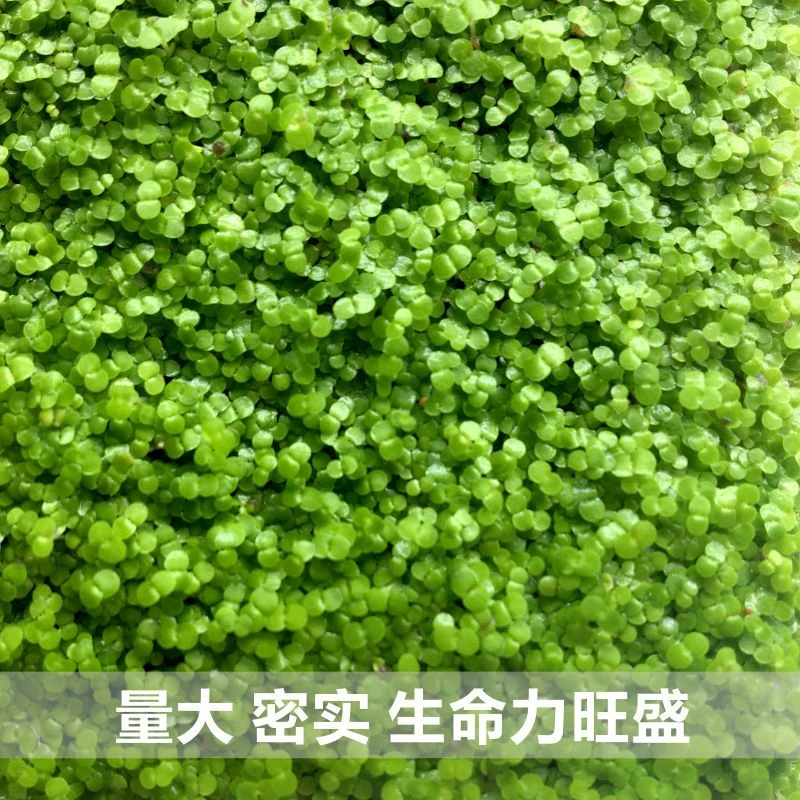 迷你小圆叶草坪网片鱼缸造景前景草植物小型热带鱼水族箱装饰