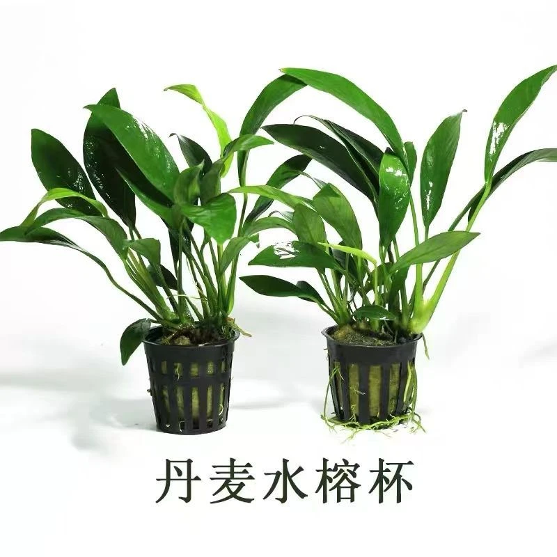 丹麦榕懒人新手尖叶水榕水草活体鱼缸观赏有茎类阴性植物造景装饰