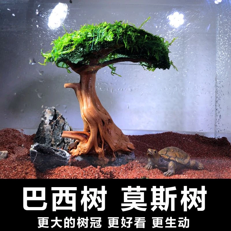 巴西莫斯树懒人水榕金钱树绑好成品增氧入缸成景精品鱼缸造景装饰