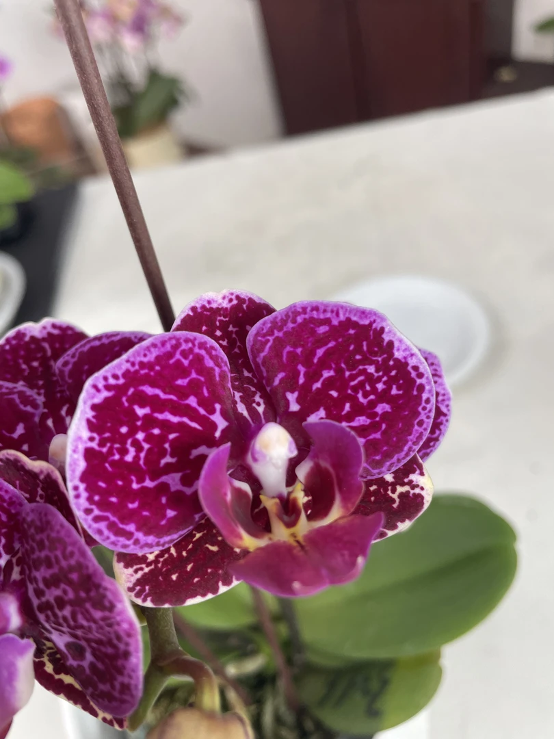 【米老鼠】 蝴蝶兰花 年宵花 婚礼伴手礼茶桌办公桌美化