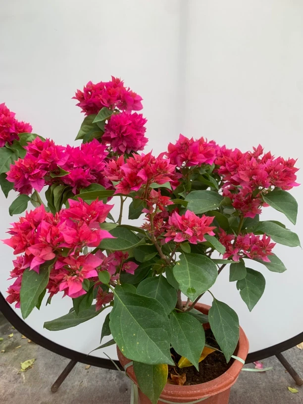 三角梅【重瓣红】四季开花种植庭院阳台花卉