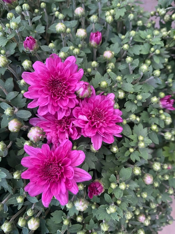 千头球菊（精品紫霞）云南基地直发