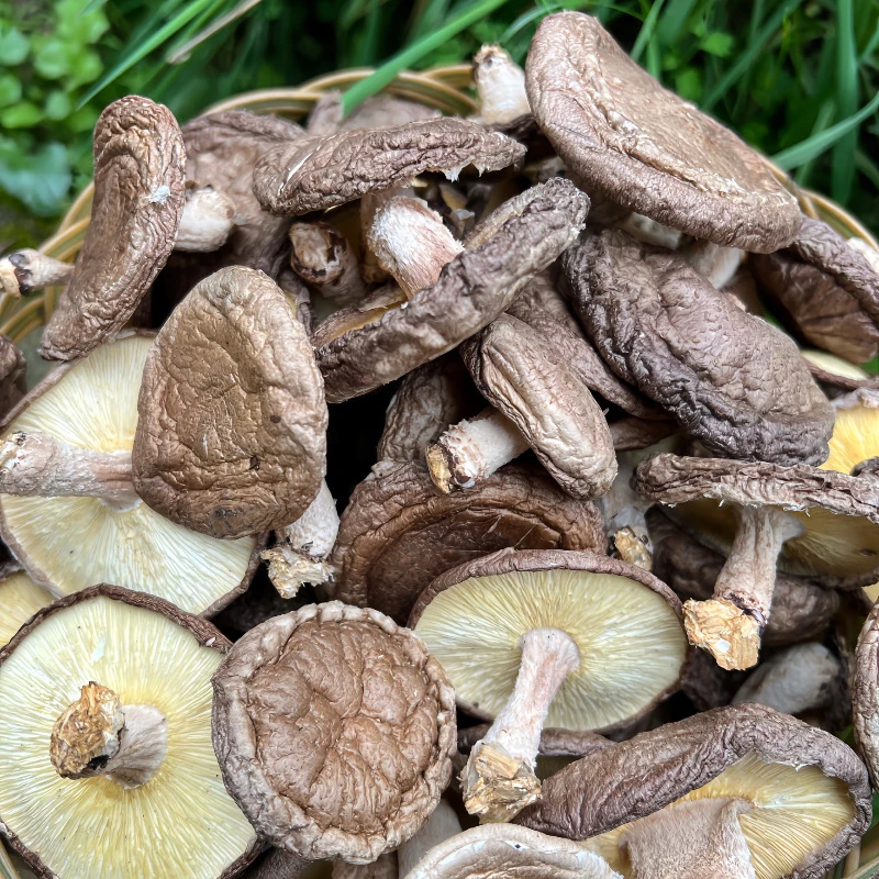 【山里优选】庆元高山带脚香信菇