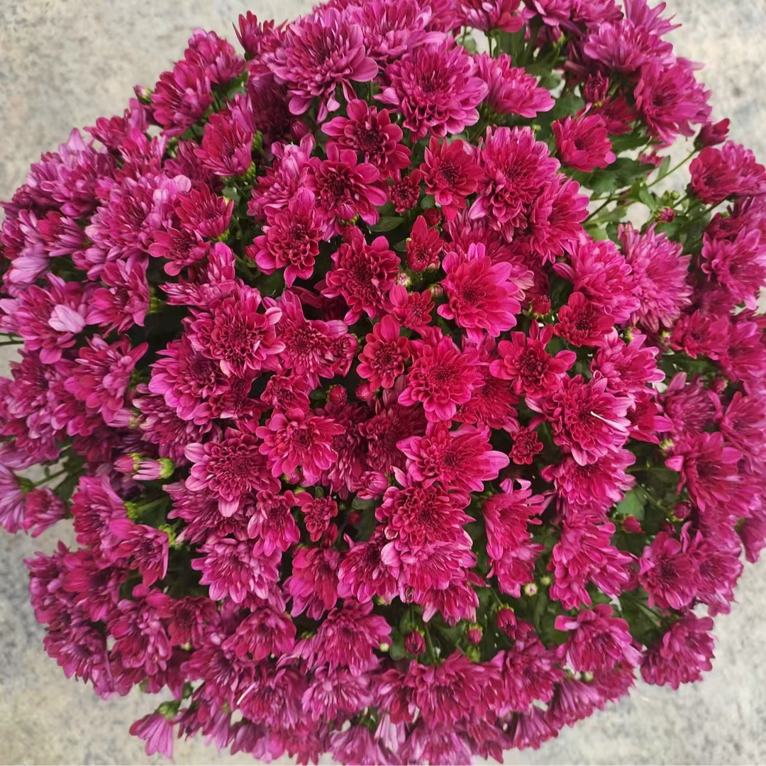 紫薇  千头菊 多季节开花 花量大易爆盆 新手易养护