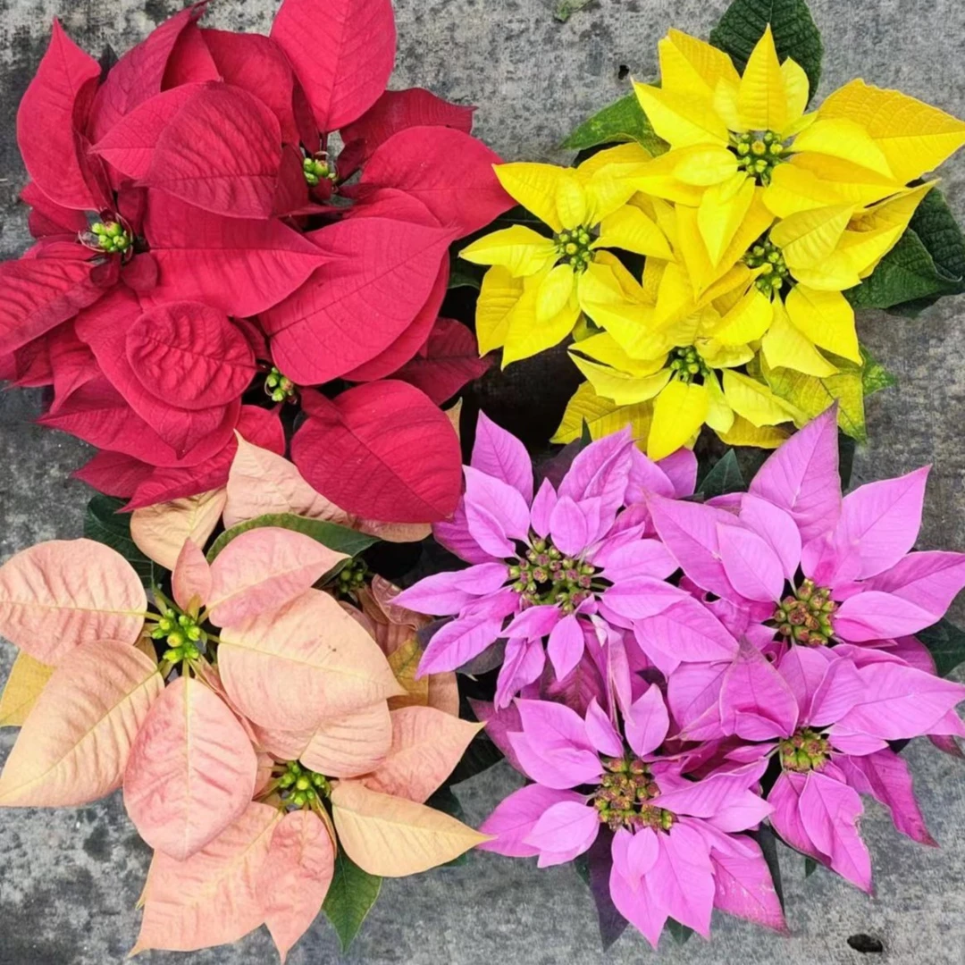 一品红 年宵花室内观赏植物 观赏期长