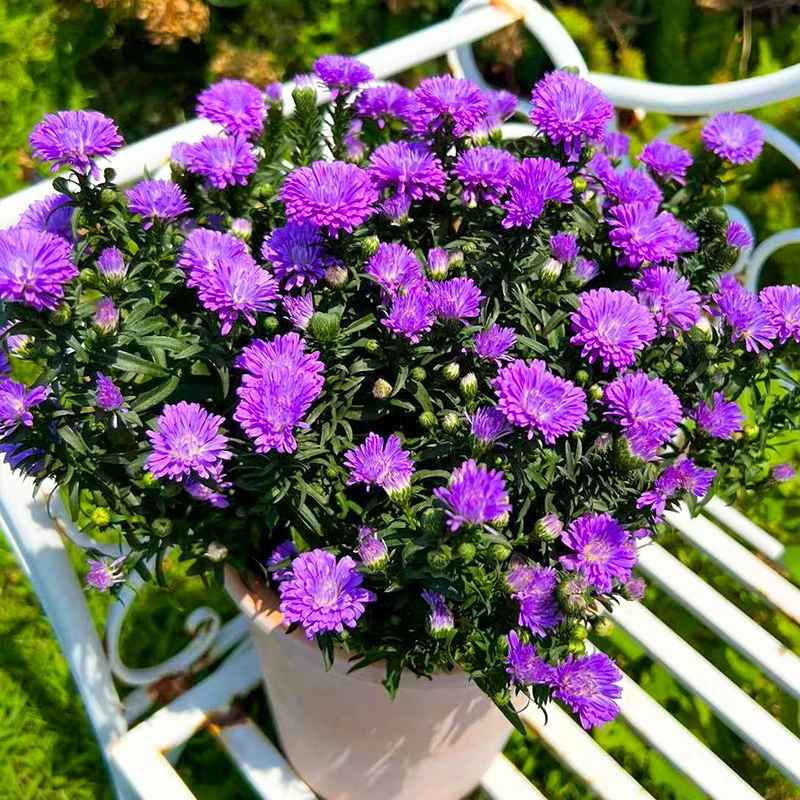 1.5加仑翠菊 紫菀多季节开花 耐热花货量大 新手易养护盆栽