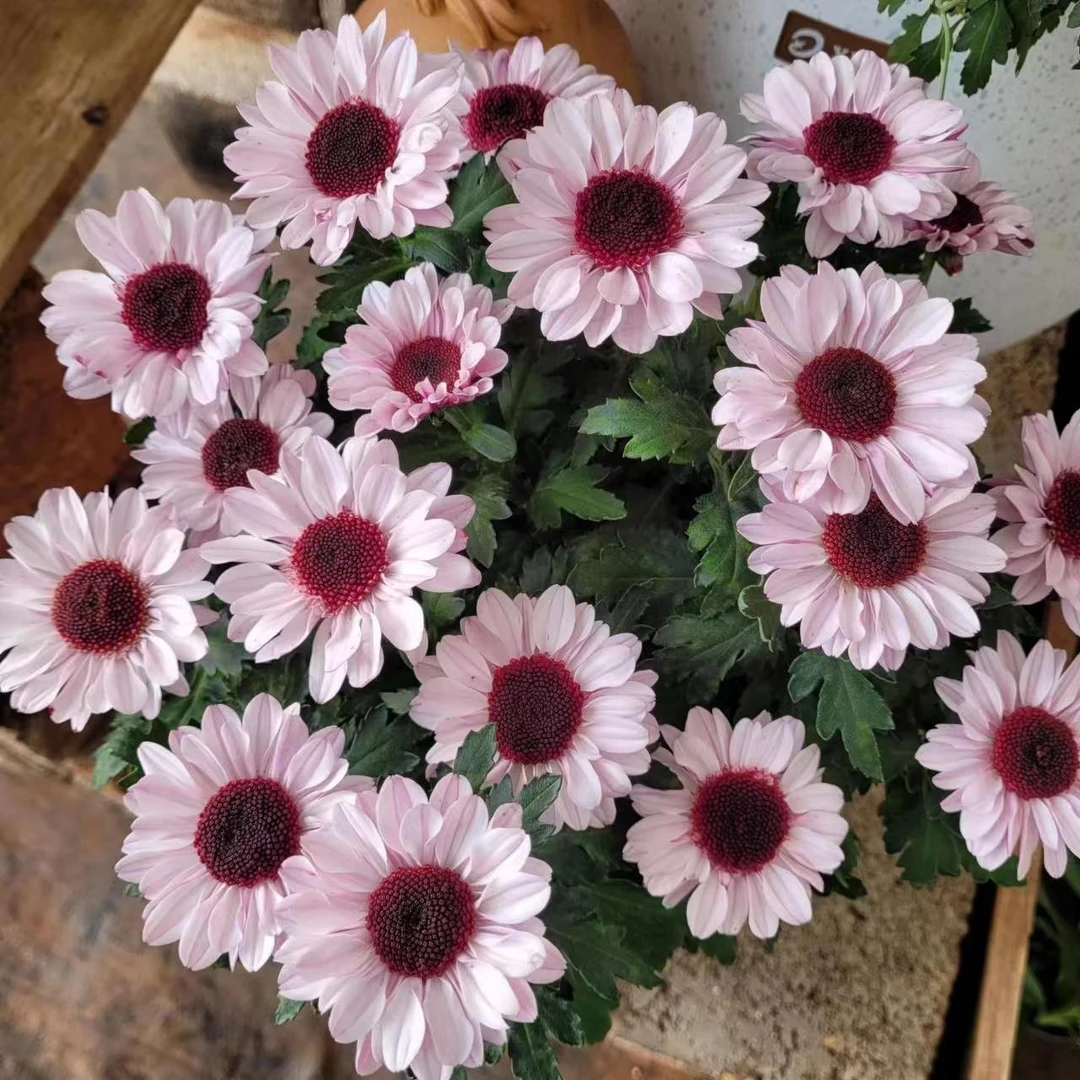 草莓熊 阳台庭院耐热耐寒花期长花量大