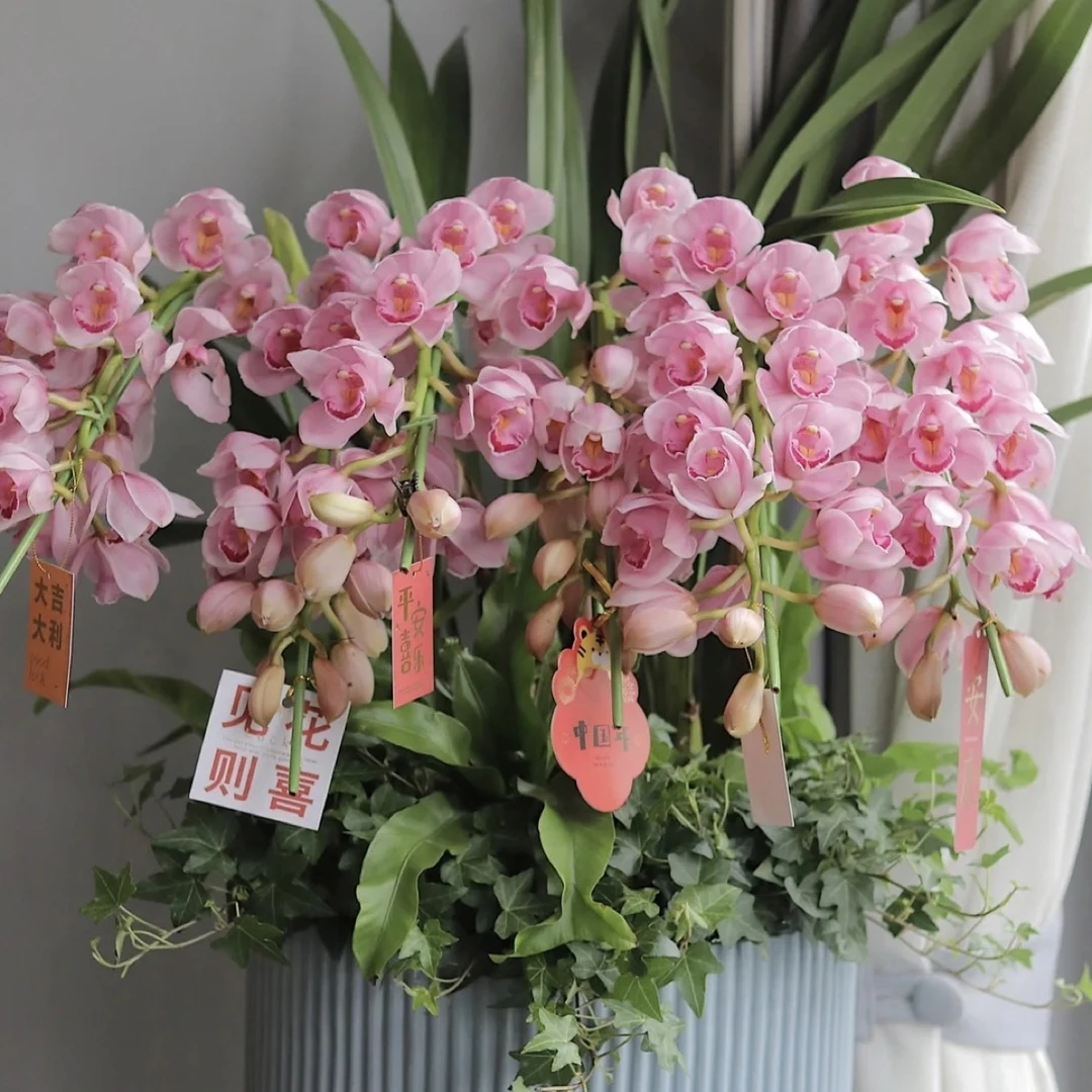 福娘大花惠兰室内外高端年宵花卉带花苞