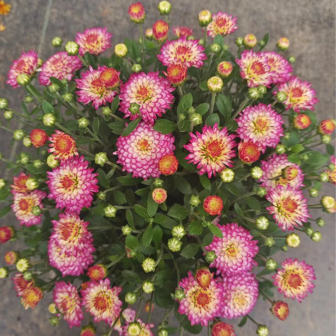 奶油猫眼 千头菊 多季节开花 花量大易包盆 新手易养护