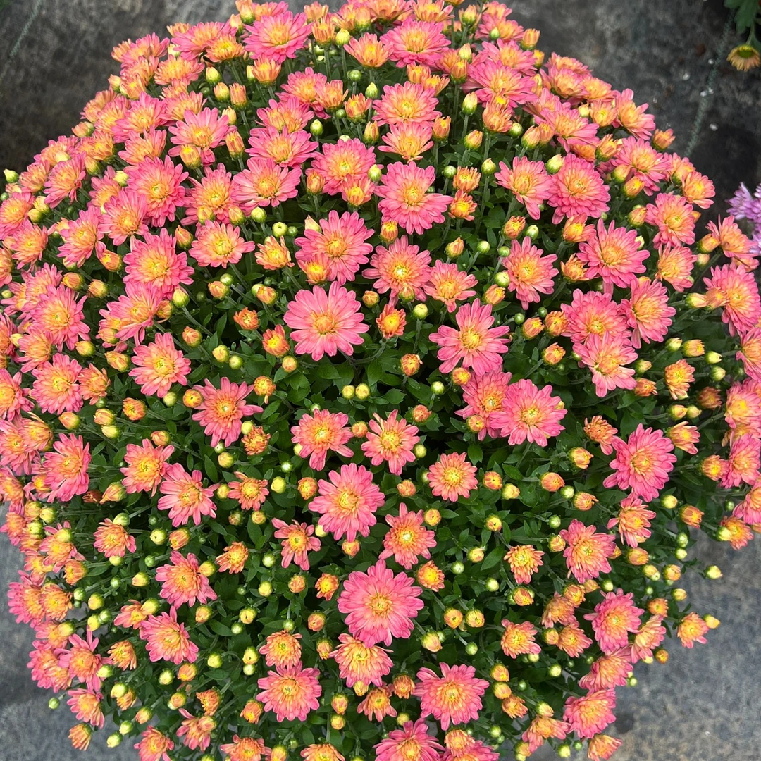 新品 蜜桃  千头菊 多季节开花 花量大易爆盆 新手易养护
