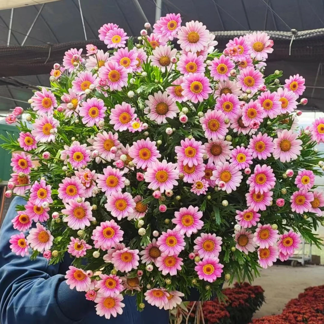 玛格丽特可爱粉+蜜糖1.5加仑盆栽花苗花量大新手易养护