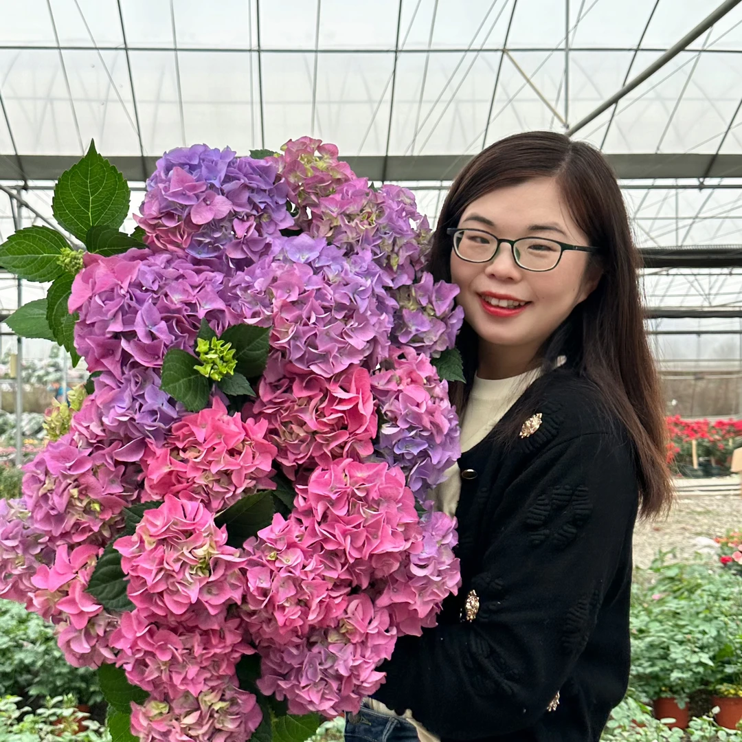 屋檐大花绣球盆栽花苗花园阳台耐热耐寒多年生花卉
