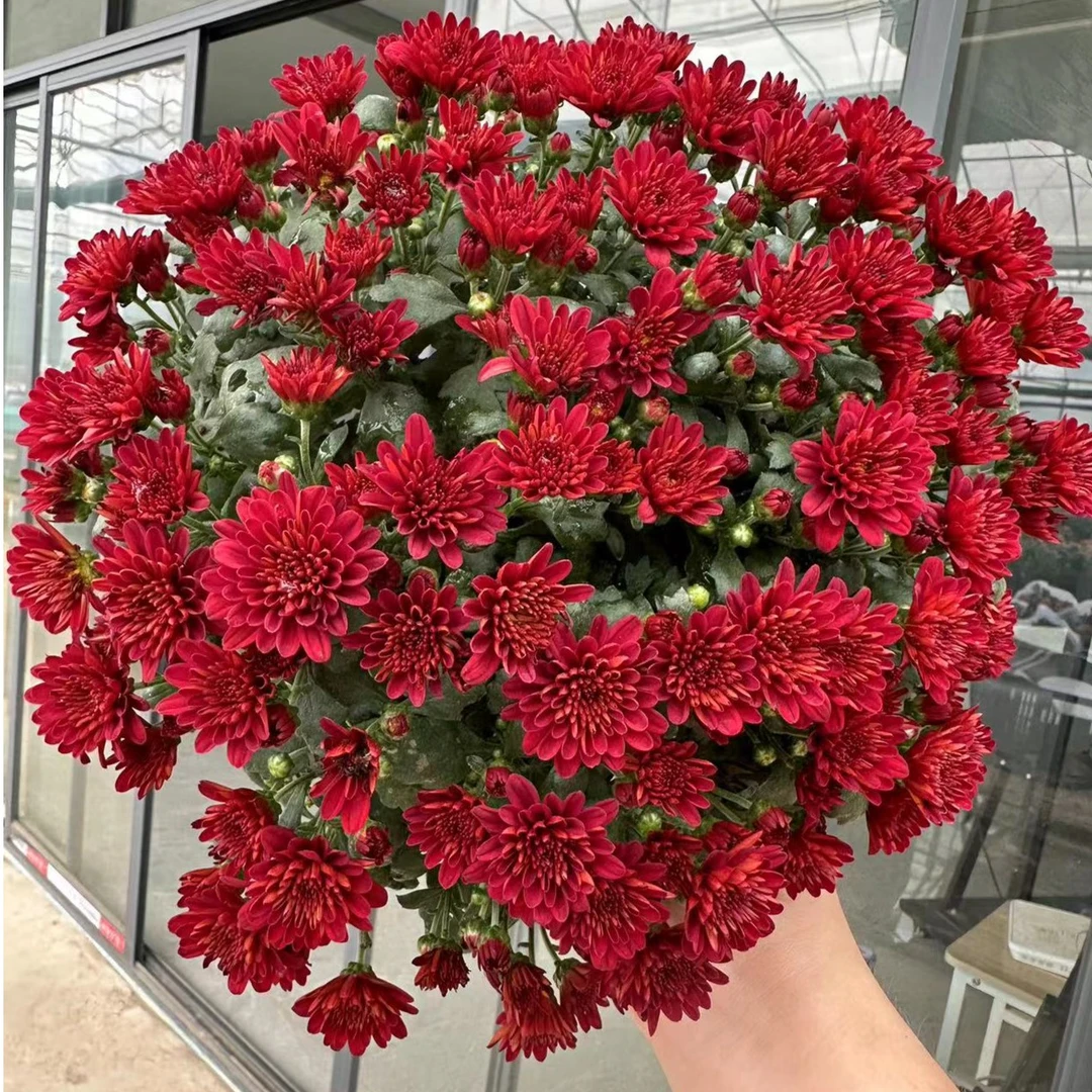 樱桃红1.5加仑 千头菊盆栽花苗耐热耐寒多年生花卉花量大
