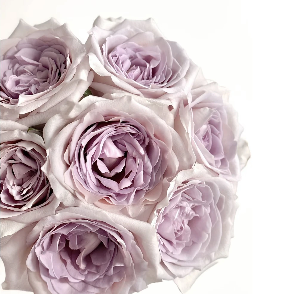 卓文君-单头玫瑰（任意两单包邮，一单需要补运费）