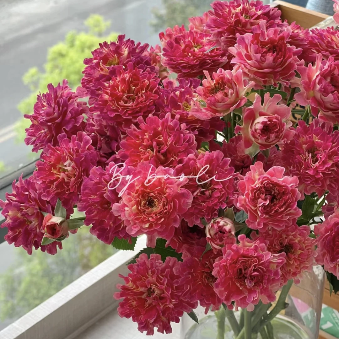 红华美- 多头玫瑰（任意两单包邮，一单需要补运费）