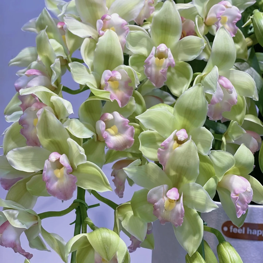 碧波仙子-大花惠兰（任意两单包邮，一单需要补运费）