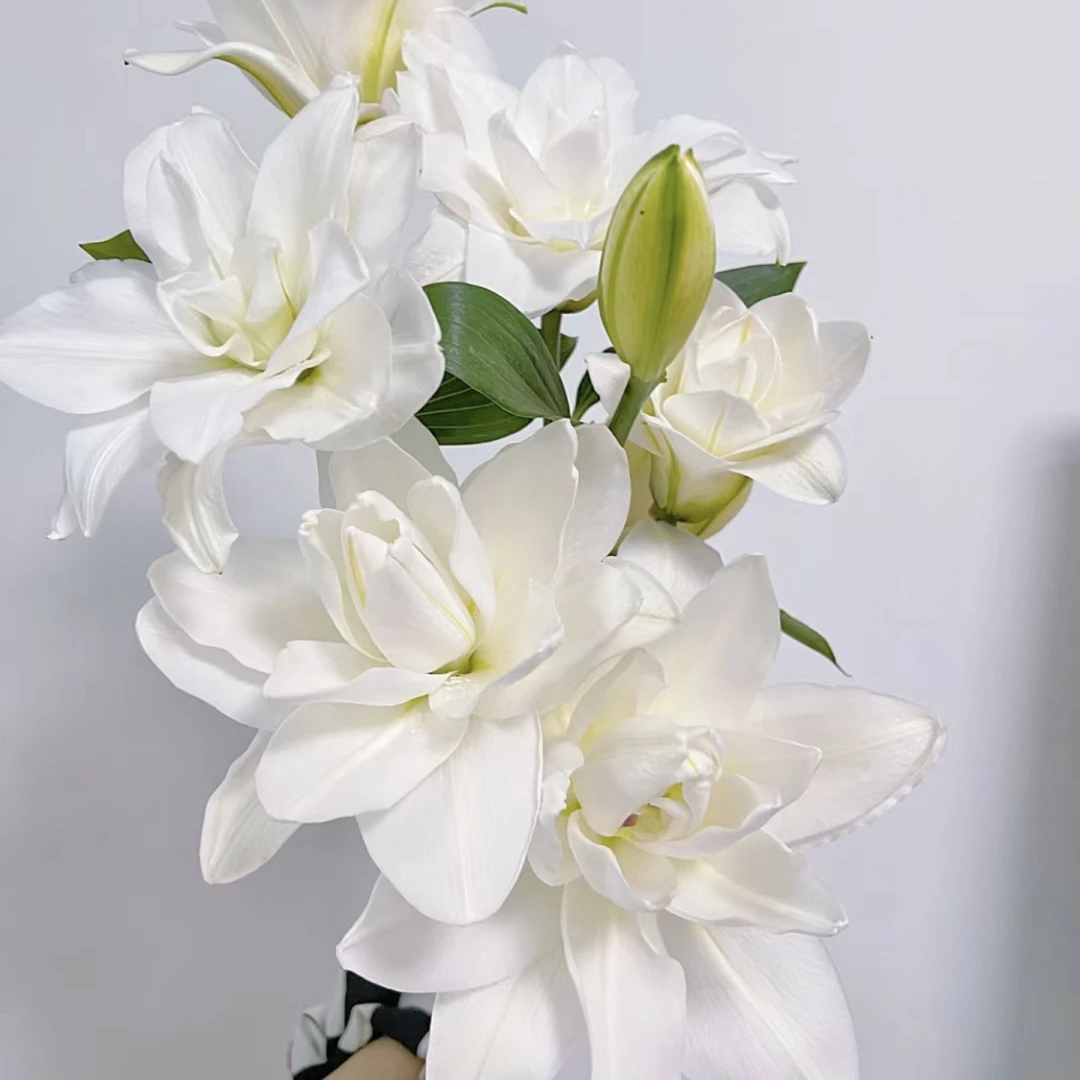 雪莲树-重瓣百合(任意两单包邮,一单需要补运费)