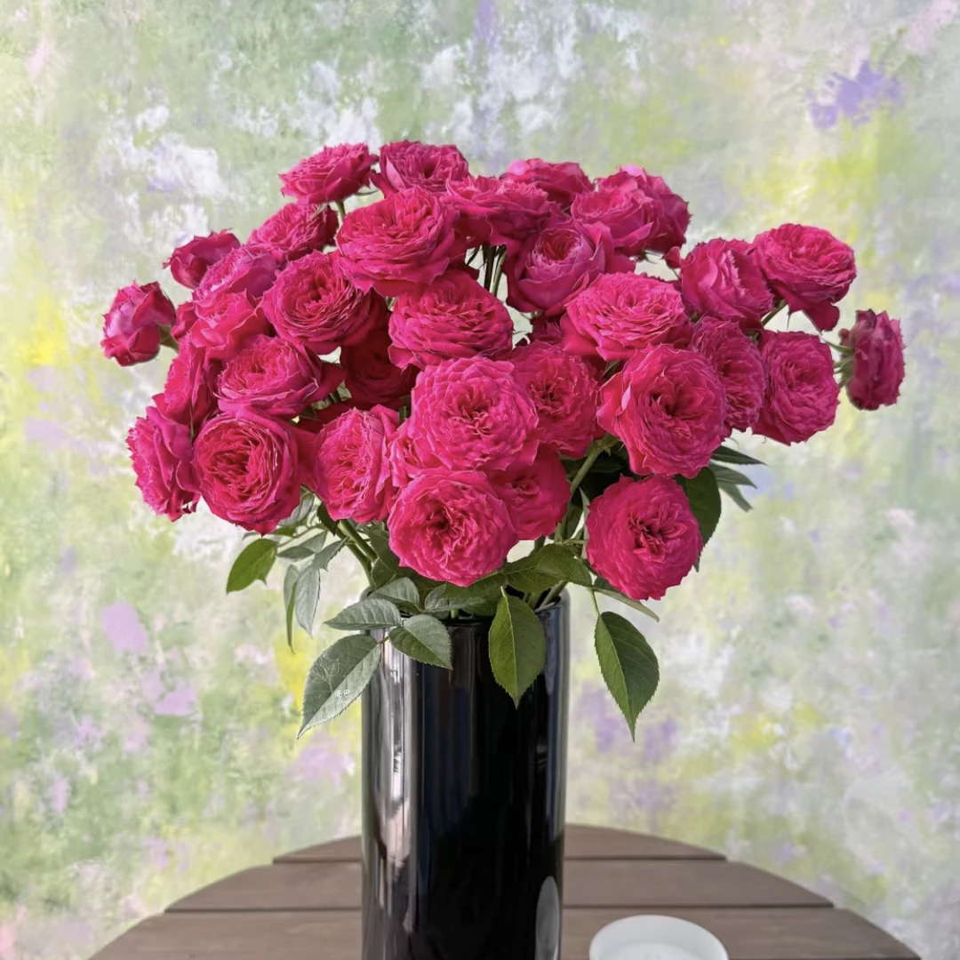 香草（花物语）-多头玫瑰（任意两单包邮，一单需要补运费）