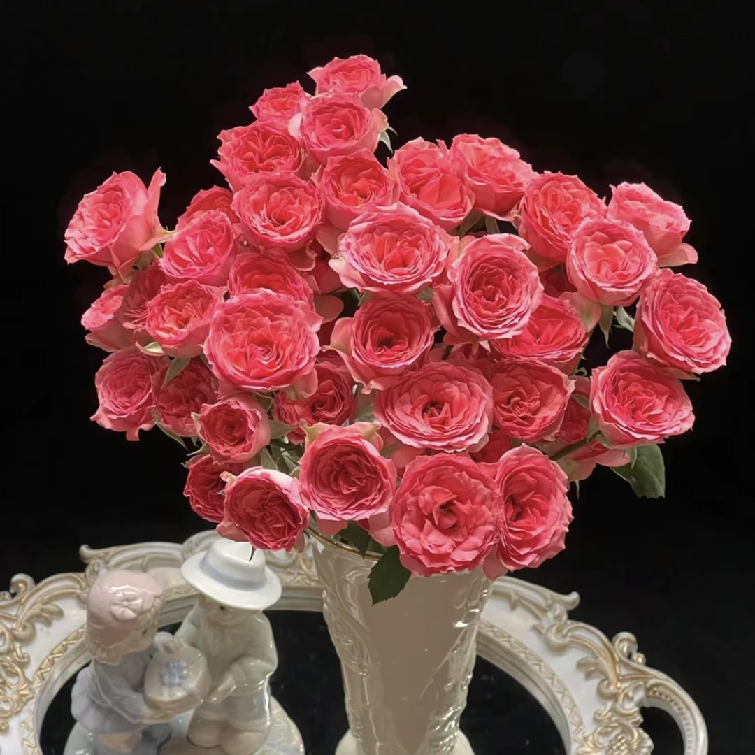 粉天使罗拉-多头玫瑰（任意两单包邮，一单需要补运费）