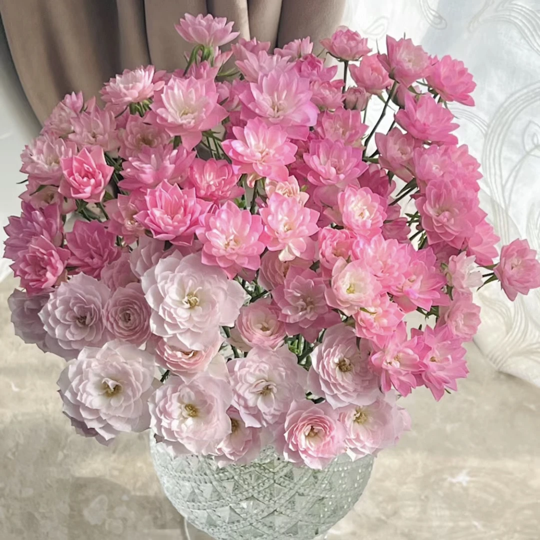 天河繁星-多头玫瑰（两单包邮 一单需补邮费）鲜花