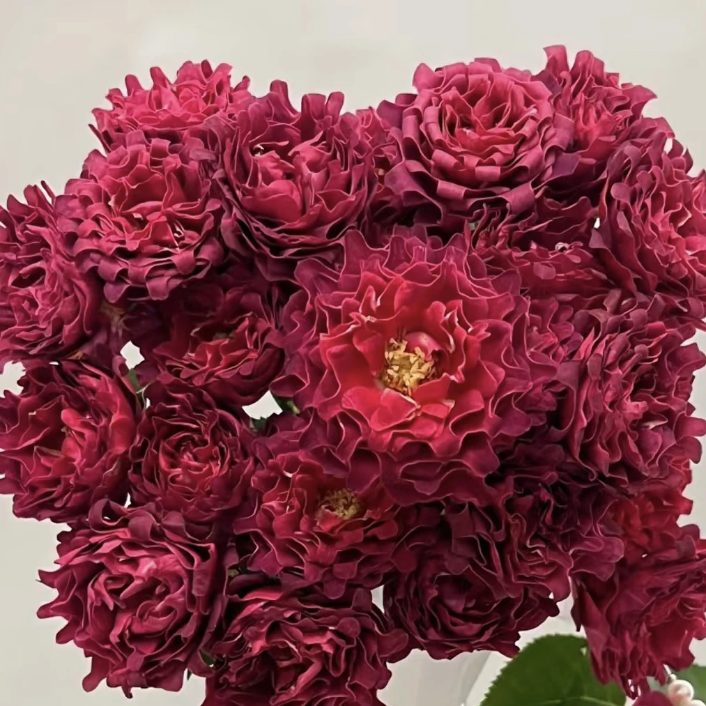 红茶海葵-多头玫瑰（任意两单包邮，一单需要补运费）