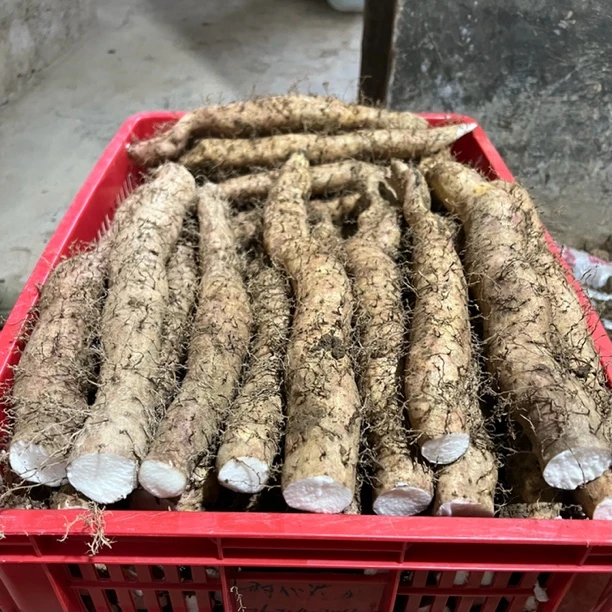 恩施特产团堡山药石板岭红皮山药粉糯面山药现挖带泥新鲜3斤包邮