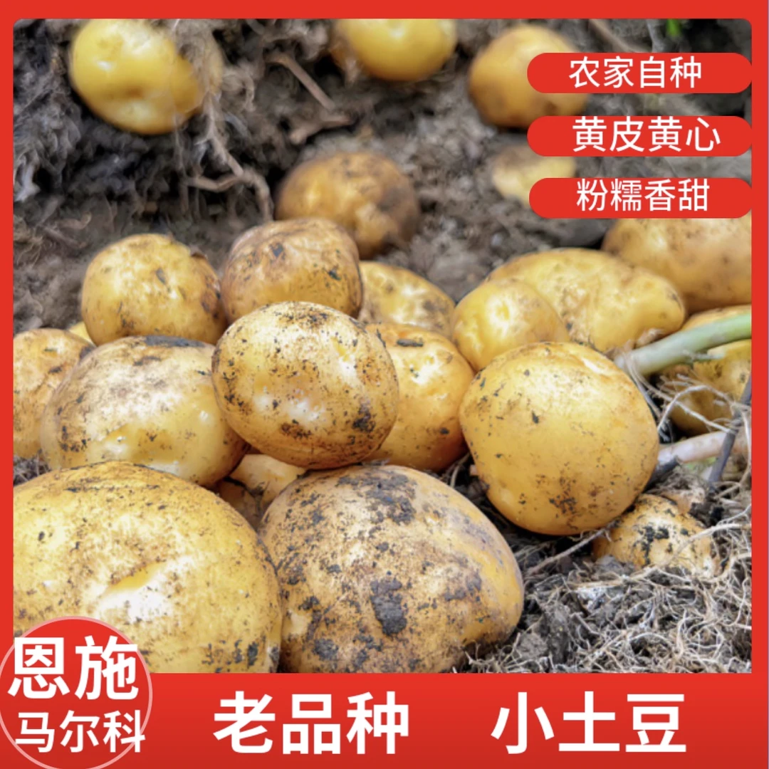 恩施富硒小土豆老品种农家自种马铃薯洋芋新鲜现挖现发5斤马尔科
