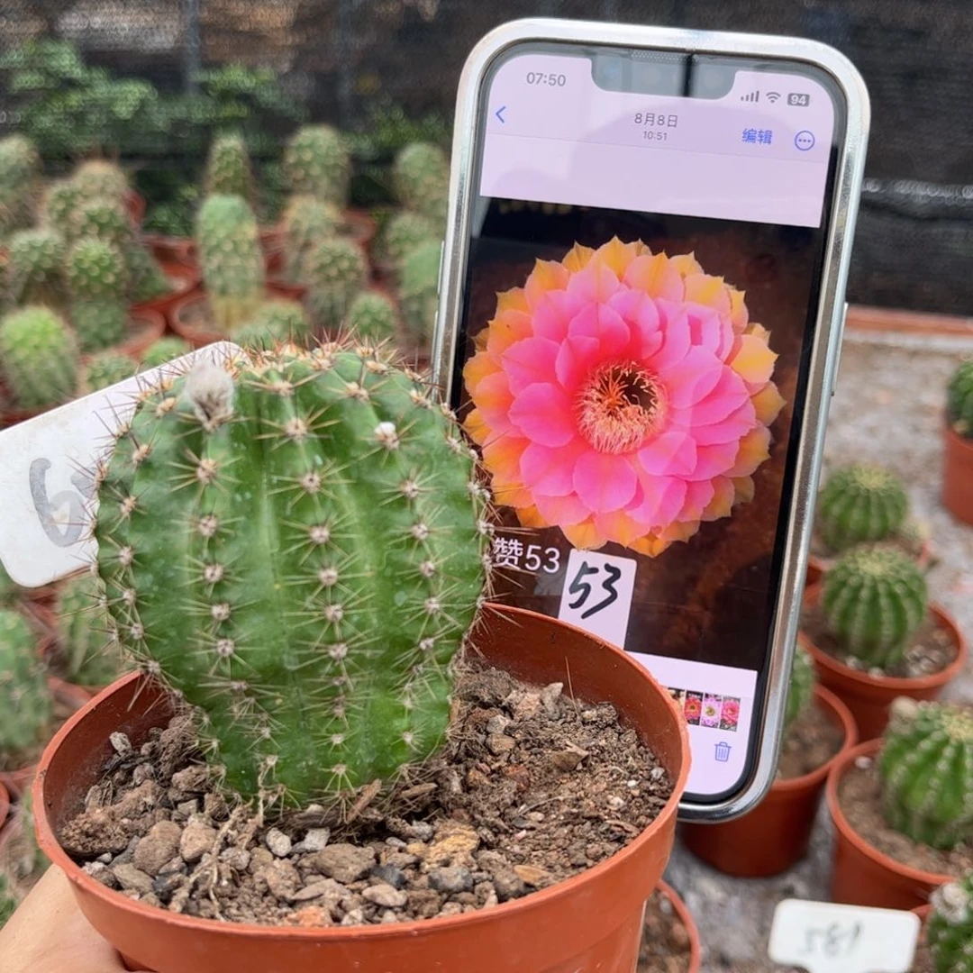 采草上赞53复色花6052