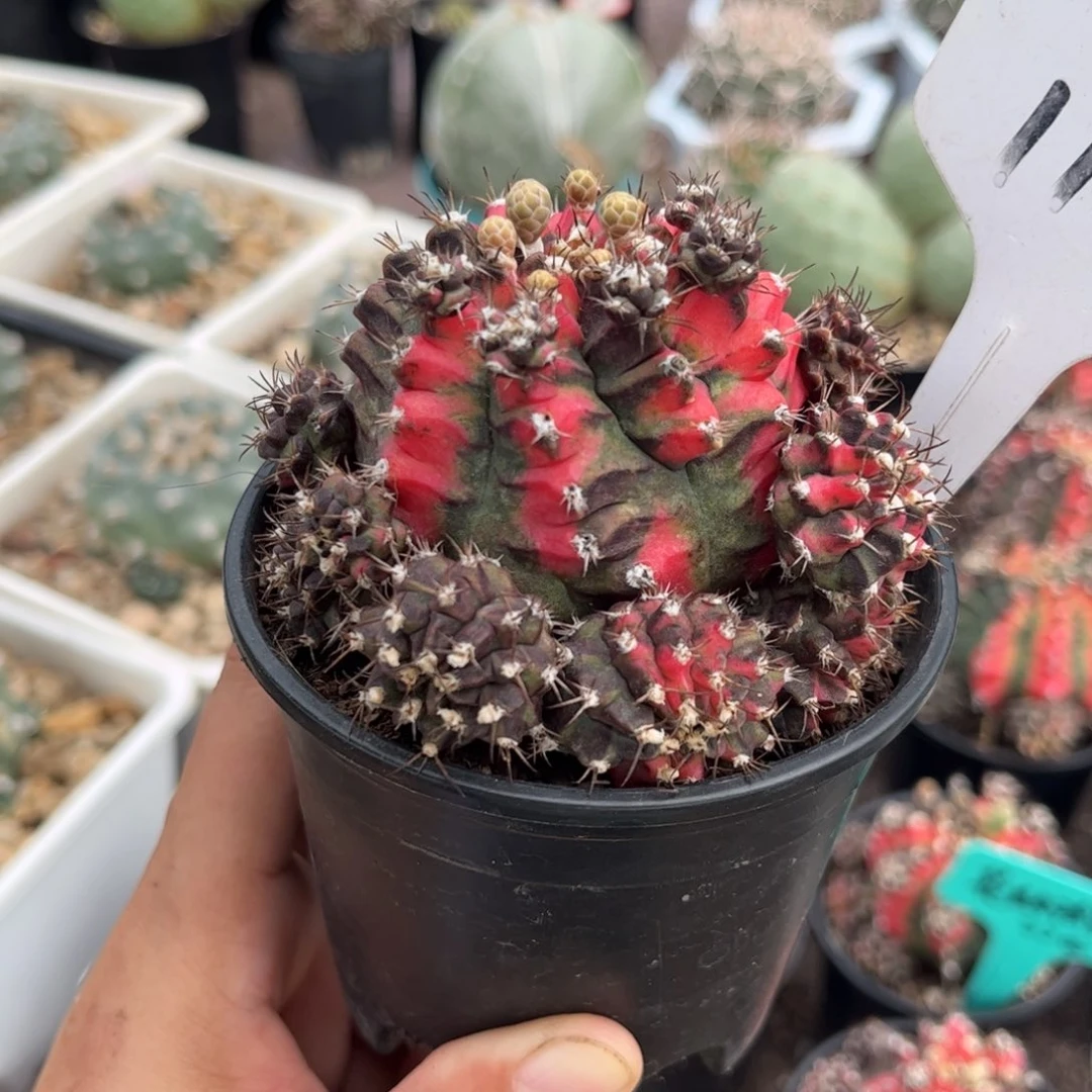 1174花蝴蝶皮实好养