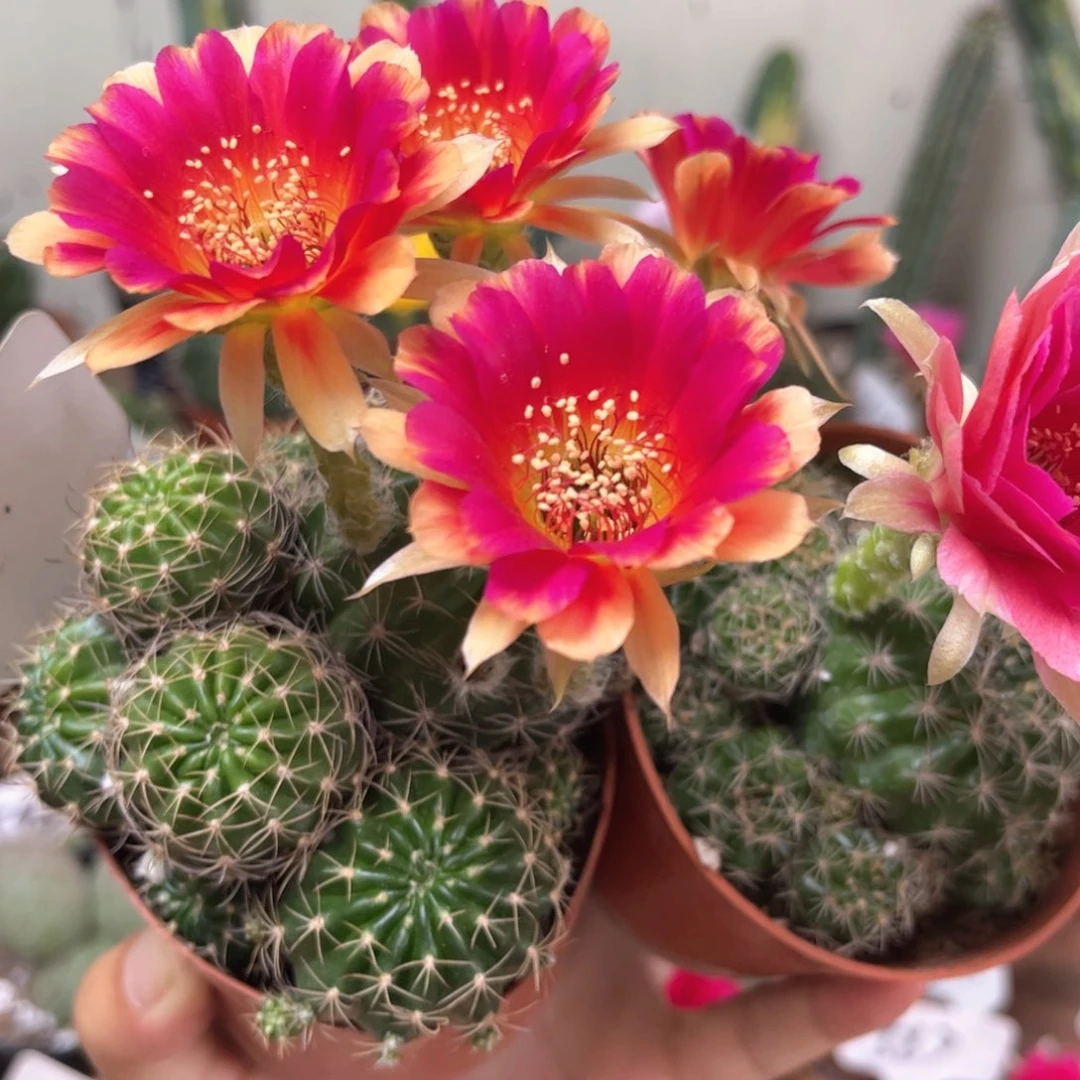 1200 629丽花脱土发货