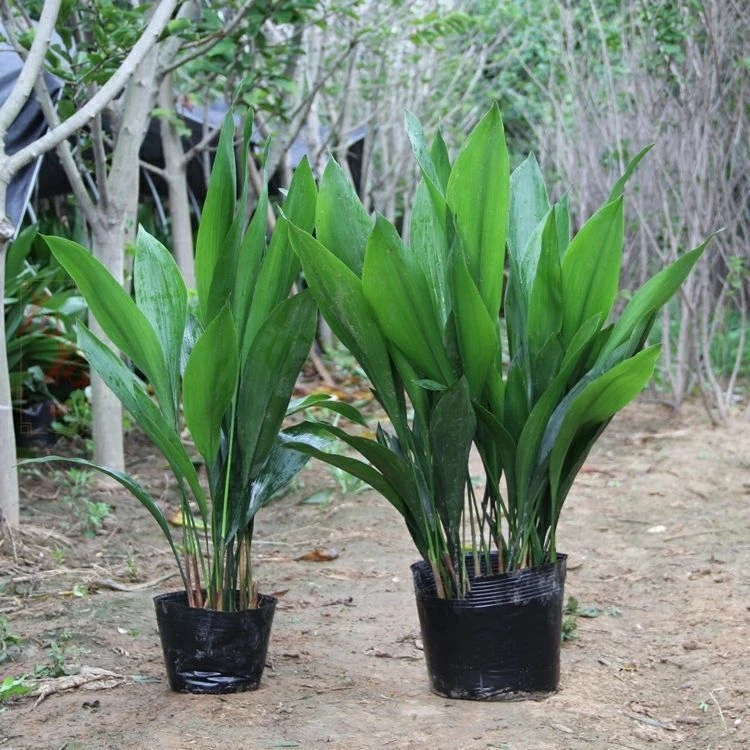 四季长青室内客厅观叶植物绿植盆景一叶兰耐阴耐冻室内花卉盆栽